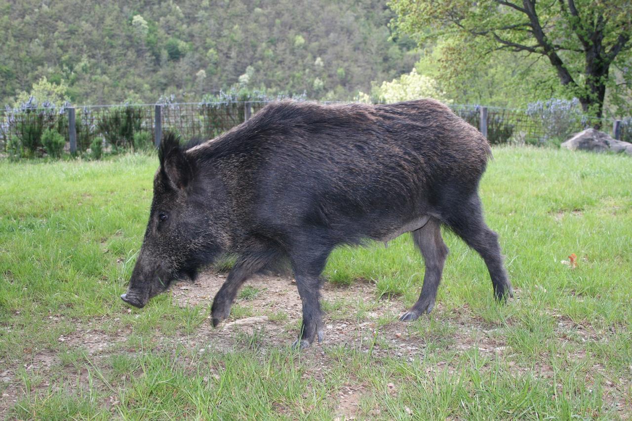 Podere Pian De' Cortini Villa Serravalle  Buitenkant foto